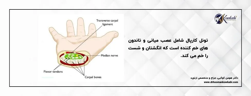 آناتومی سندرم تونل کارپال