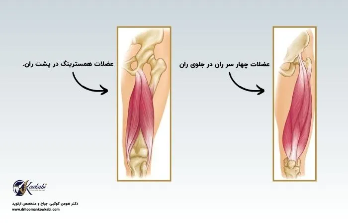 ورزش زانو