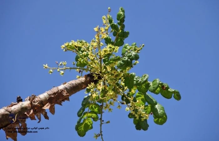 مکمل برای درد مفاصل